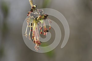 Male flowers on branch ash-leaved maple, Acer negundo, macro with bokeh background, selective focus, shallow DOF