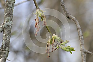 Male flowers on branch ash-leaved maple, Acer negundo, macro with bokeh background, selective focus, shallow DOF