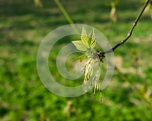 Male flowers on branch ash-leaved maple, Acer negundo, macro with bokeh background, selective focus, shallow DOF