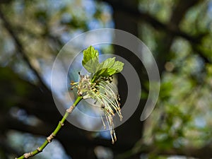 Male flowers on branch ash-leaved maple, Acer negundo, macro with bokeh background, selective focus, shallow DOF