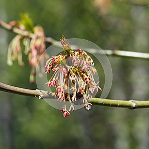 Male flowers on branch ash-leaved maple, Acer negundo, macro with bokeh background, selective focus, shallow DOF