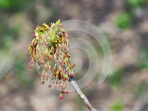 Male flowers on branch ash-leaved maple, Acer negundo, macro with bokeh background, selective focus, shallow DOF