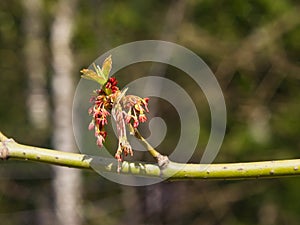 Male flowers on branch ash-leaved maple, Acer negundo, macro with bokeh background, selective focus, shallow DOF