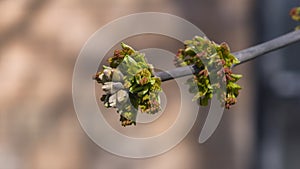 Male flowers on branch ash-leaved maple, Acer negundo, macro with bokeh background, selective focus, shallow DOF