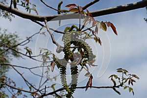 Male flowers on branch of walnut against the sky in April