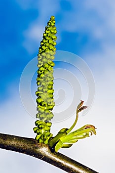 Male flowers of common walnut