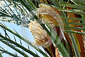 The male flowers of a date palm borne in a cluster with a few bees attracted to the flowers