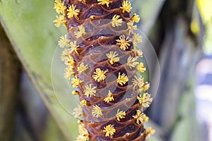 Male Flowers of Lodoicea maldivica.