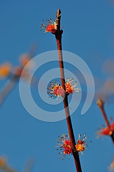 Male Flowers on Red Maple Tree