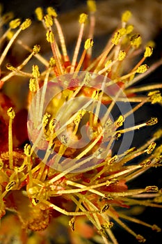 Male flowers of the red maple tree, Acer rubrum.