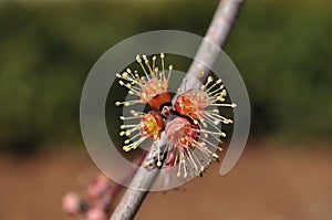 Male Flowers on Red Maple Tree