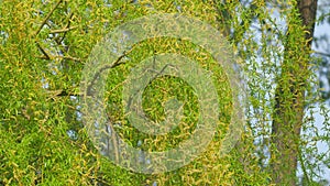 Male Flowers Of The Weeping Willow. Big Beautiful Tree. Close up.