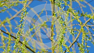 Male Flowers Of The Weeping Willow. Big Beautiful Tree.