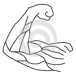 Male forearm with muscles. Modern minimal black thin line vector icon photo