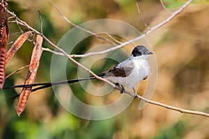 Male Fork-tailed Flycatcher