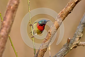Bird,Fork-tailed Sunbird