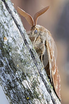 Male fox moth Macrothylacia rubi. Insect of the family Lasiocampidae resting on a trunk