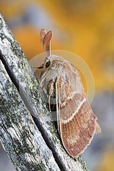 Male fox moth Macrothylacia rubi. Insect of the family Lasiocampidae resting on a trunk