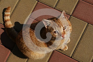 Male foxy stripy sick cat on red and yellow ile stones with abscess disease on his right eye, looking up.