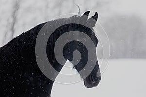 Male Friesian horse close-up view of the head during a snowfall