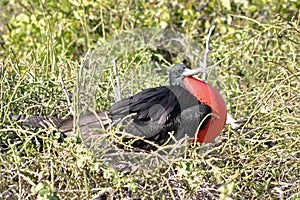 Male frigate bird