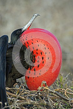 Male frigate bird displays with inflated gular pouch, Genovesa Island, Galapagos