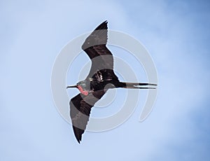 A male frigate bird flies with his bright red gular pouch deflated