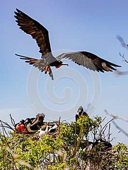 Male frigate bird flies over treetop