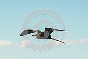 A Male Frigate Bird in Flight