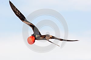 A male Frigate bird in full breeding plumage in flight