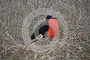 Male Frigate Bird from Galapagos