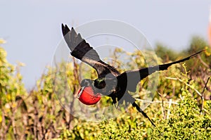 Male frigate bird landing