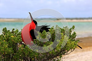 Male great frigatebird is looking for a female photo