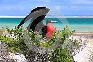 Male great frigatebird during mating ritual photo