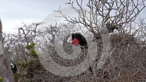 Male frigate bird preens himself in branches