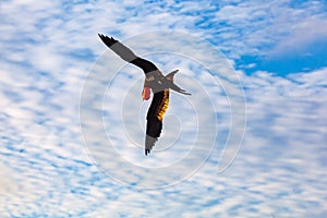 Male frigate in full flight