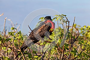 Male frigate perched on the tree branches