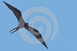 Male Frigatebird