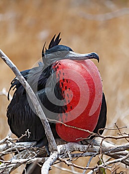 Male Frigatebird Portrait, Galapagos Islands, Ecuador.