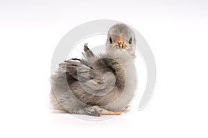 Male Frizzle Bantan Chick - Blue photo