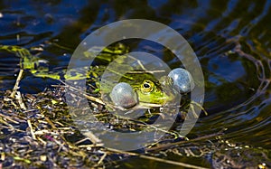 The male frog makes mating sounds using his resonators