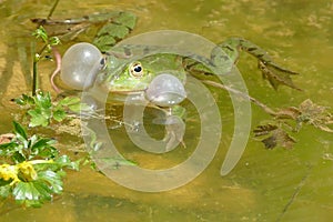 Male frog in mating season. Poland