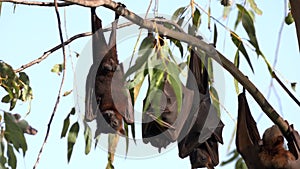 male fruit bats roosting at katherine gorge