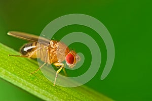 Male fruit fly on a blade of grass macro photo