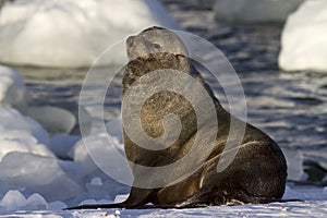 Male fur seal resting on a snowy bank