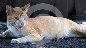 A male Furious and aggressive cat portrait with a black background. Grey cat lying on the road