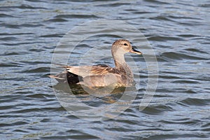 Male Gadwall