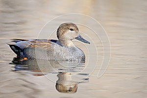 Male Gadwall