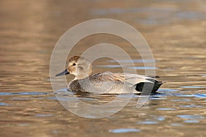 Male Gadwall duck swimming on a lake at dusk