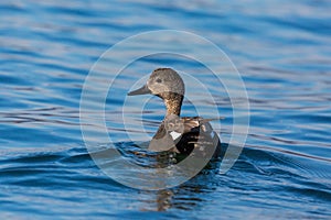 Male gadwall duck anas strepera swimming in blue water in suns